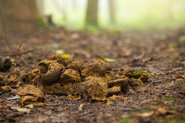 Pile of fresh horse droppings or manure on a forest pathway. Low angle shot, autumn morning, no people