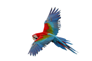 Colorful flying Green Wing Macaw parrot isolated on transparent background png file