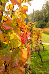 Herbstliche Weinberge