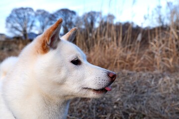 白い柴犬