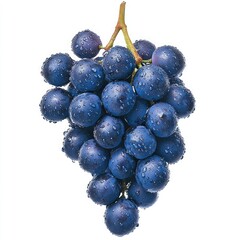 Freshly Picked Blue Grapes Bunch - Isolated on White Background