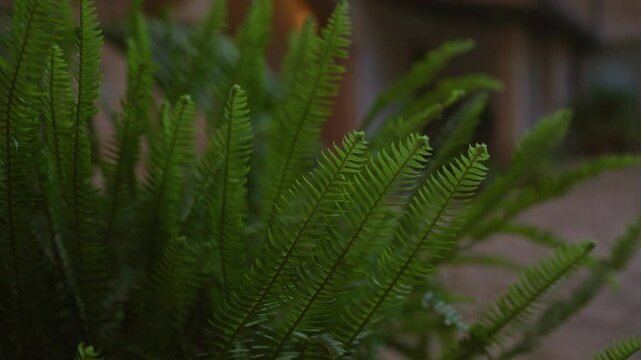 Lush green fronds of the fern polystichum setiferum outside a house in mallorca, spain, showcasing the plant's intricate leaf patterns in a serene outdoor setting