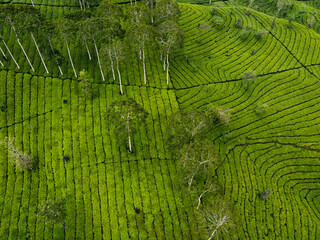 Fototapeta premium THE BEAUTY OF THE PANORAMA OF THE TEA PLANTATION AREA IN THE HIGHLANDS AT THE FOOT OF MOUNT SINDORO, WONOSOBO, INDONESIA, WHICH IS COOL AND FERTILE