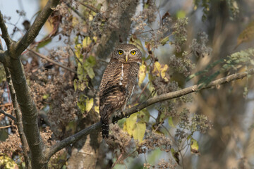 Asian barred owlet, Glaucidium cuculoides, Maguri Beel, Southeast of Dibru Saikhowa National Park, Tinsukia district, Upper Assam, India