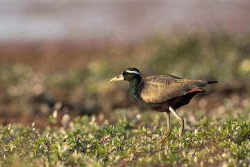 Bronze-winged jacana, Metopidius indicus, Maguri Beel, Southeast of Dibru Saikhowa National Park, Tinsukia district, Upper Assam, India