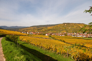 Herbstliche Weinberge