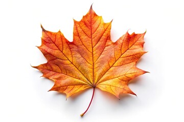 Fototapeta premium Extreme close-up of autumn maple leaf isolated on white background