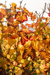 Herbstliche Weinberge