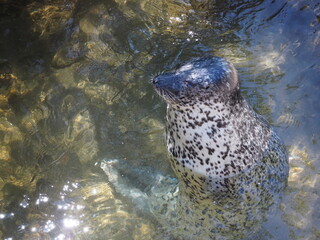 水の中で座って休むゴマフアザラシ