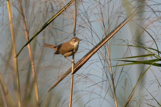 Paddyfield Warbler, Acrocephalus agricola, Maguri Beel, Southeast of Dibru Saikhowa National Park, Tinsukia district, Upper Assam, India