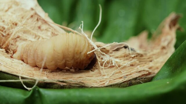 Coconut Tree's Worms_02