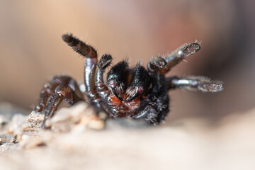 Araña trampera.