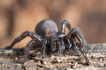 Araña trampera.