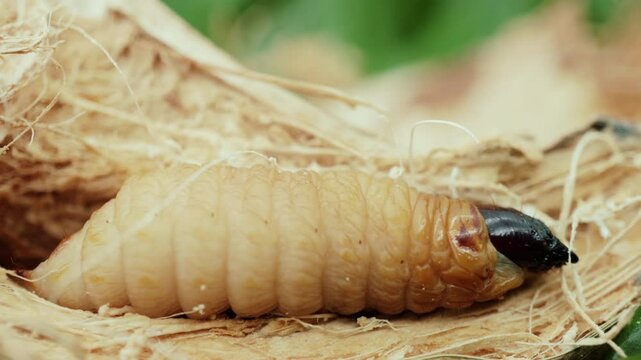 Coconut Tree's Worms