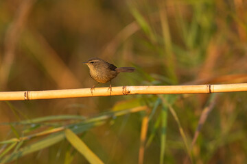 Smoky Warbler, Phylloscopus fuligiventer,  Dehing Patkai Wildlife Sanctuary, Assam, India