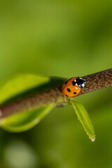 Ladybug on a Twig with Green Background