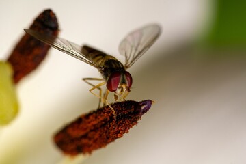 Hoverfly on Flower Stamen