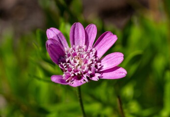 Obraz premium Close-up of a vibrant purple flower.