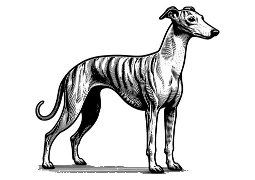 recommend clip art: Greyhound whippet dog, sleek body, long legs, and graceful posture sketch engraving generative ai fictional character PNG illustration. Scratch board imitation. Black and white image.