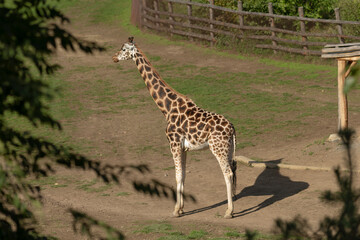There is a giraffe standing gracefully in the dirt within a designated zoo enclosure, momentarily capturing the attention of visitors nearby