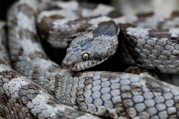 A detail shot of European Cat snake (Telescopus fallax) or Soosan Snake, on the island of Malta.