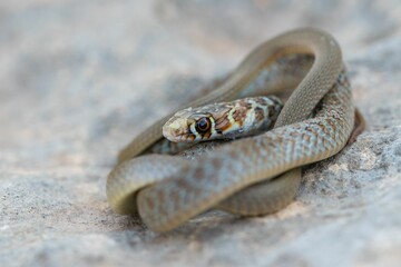 A young Western whip snake hatchling (Coluber viridiflavus carbonarius) in the island of Malta.