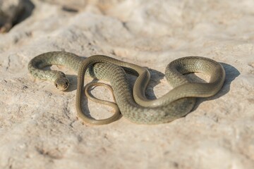 A juvenile Western whip snake (Coluber viridiflavus carbonarius) basking in the island of Malta.