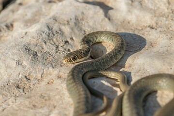 A juvenile Western whip snake (Coluber viridiflavus carbonarius) basking in the island of Malta.