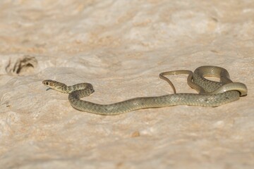 A juvenile Western whip snake (Coluber viridiflavus carbonarius) basking in the island of Malta.