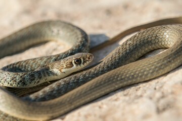 A juvenile Western whip snake (Coluber viridiflavus carbonarius) basking in the island of Malta.