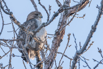 Red-tailed hawk in the early morning light.