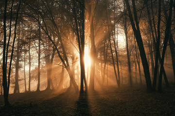 morning mist in the forest and rays of the sun	
