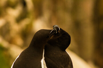 Sea birds