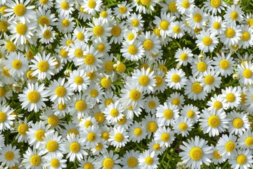 Fototapeta premium Daisy garden backgrounds outdoors flower.