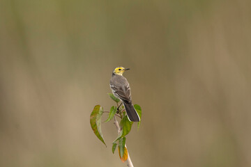 Citrine wagtail, Motacilla citreola, Maguri Beel, Tinsukia District of Upper Assam, India