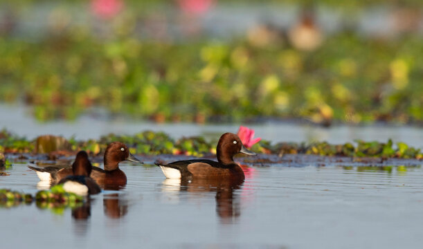 Ferruginous duck or ferruginous pochard, Aythya nyroca Maguri Beel, Tinsukia District of Upper Assam, India