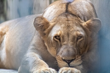A lioness rests with a piercing gaze, her paws stretched out, exuding a sense of calm and strength. Captured up close, the image highlights her intense eyes, muscular build, and the soft texture of he