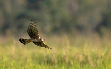 Hen Harrier, Circus cyaneus, Maguri Beel, Tinsukia District of Upper Assam, India