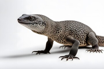 Obraz premium Black throat monitor on white background, Ai Generated