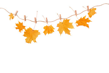 Set of maple leaves hanging on rope attached with clothespin isolated on white with clipping path . Design element for autumn composition or banner.