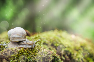 Big snail in shell crawling on stump covered with thick green moss in summer day with bokeh and sunbeams in garden, close up image. Common garden snail climbing on stump, edible snail or escargot.