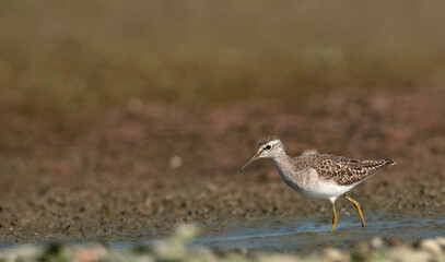 Wood Sandpiper, Tringa glareola, Maguri Beel, Tinsukia District of Upper Assam, India