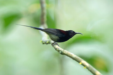 Black-throated Sunbird, Aethopyga saturata, India