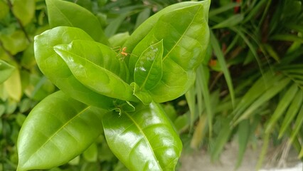 A close-up of a cluster of vibrant green leaves with a small orange insect perched on one leaf. The...