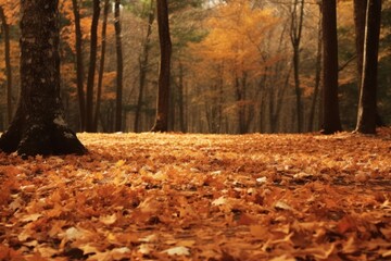 Autumn backdrops landscape outdoors.