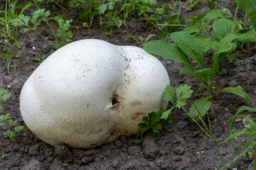 Giant puffball (Calvatia gigantea) growing among the seedlings of borage and wormwood in a naturalistic garden.