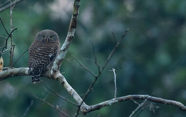 Asian barred owlet, Glaucidium cuculoides, Dehing Dehing Patkai Wildlife Sanctuary, Assam, India