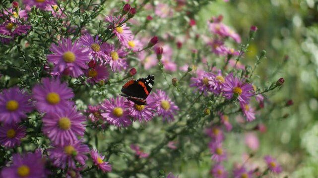 Butterfly on aster flowers in beautiful light, handheld shot