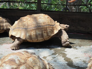 Fototapeta premium 美しい甲羅のケヅメリクガメ