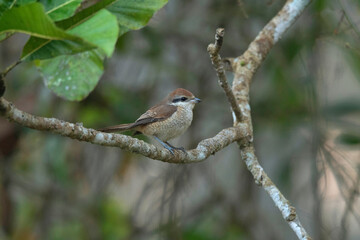 Brown Shrike, Lanius cristatus, Dehing Dehing Patkai Wildlife Sanctuary, Assam, India